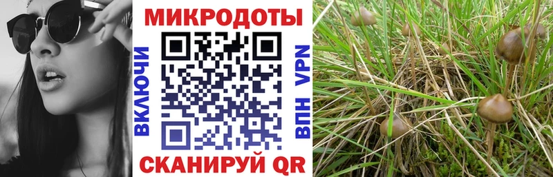 Купить  Нурлат  Галлюциногенные грибы Cubensis 